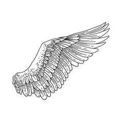 premium vector, detailed line art angel wing tattoo illustration