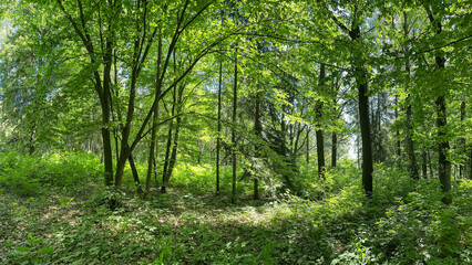panoramic view of deep forest in spring. trees and plants covered with green lush foliage.