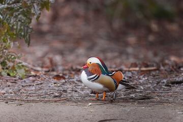 Ducks at the duck park
