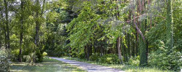 footpath through beautiful green park at spring time. wide panoramic image.