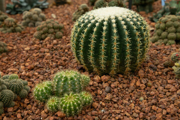 Giant cactus