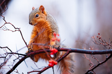 Obraz premium Fox squirrels feasting on berries