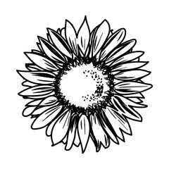 Hand drawn sunflower in detail vector