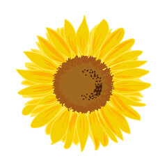 Hand drawn sunflower in detail vector