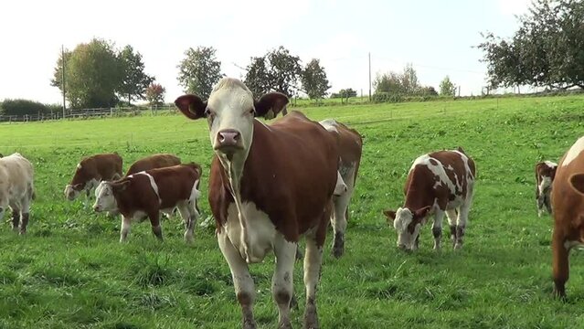 K&uuml;he auf der Wiese.  Gruppe Rinder grast auf Freiland Bauernhof