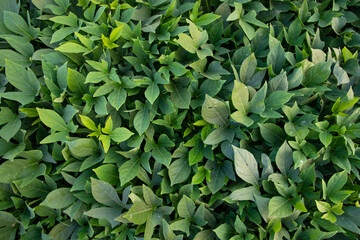 Green Leaves Pattern Texture Background of the Sweet Potato Plant in the Field Countryside of...