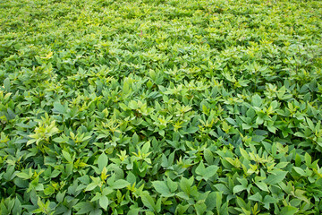 Fototapeta na wymiar Green Leaves Pattern Texture Background of the Sweet Potato Plant in the Field Countryside of Bangladesh