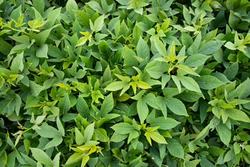 Green Leaves Pattern Texture Background of the Sweet Potato Plant in the Field Countryside of Bangladesh