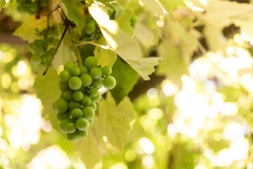 white wine Grapes on a grapevine growing with fresh leaves