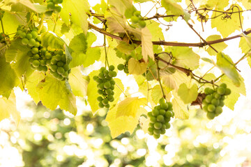 white wine Grapes on a grapevine growing with fresh leaves