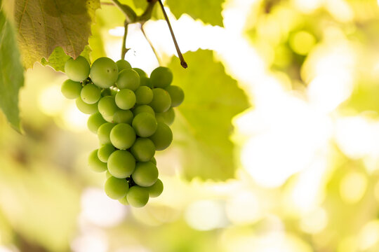 white wine Grapes on a grapevine growing with fresh leaves
