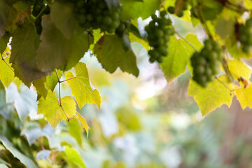 white wine Grapes on a grapevine growing with fresh leaves - obrazy, fototapety, plakaty