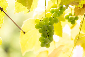 white wine Grapes on a grapevine growing with fresh leaves