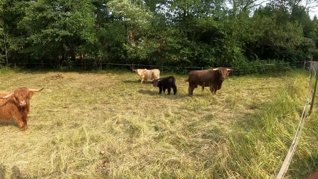 Schottische Highland Rinder auf einer Wiese	