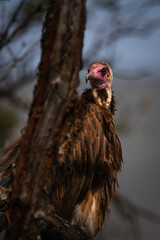 A hooded vulture (Necrosyrtes monachus) waiting for the lions to finish eating.