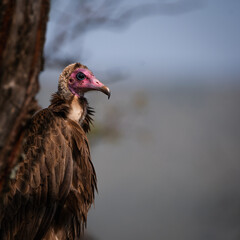 A hooded vulture (Necrosyrtes monachus) waiting for the lions to finish eating.