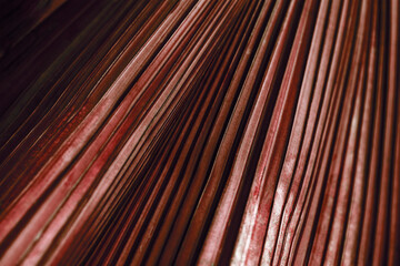 Brown red texture of banana palm tree leaf. Close up nature background. Striped lines on palm...