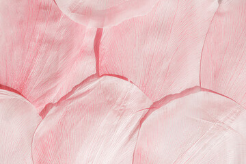 Nature abstract of flower petals, leaves with natural texture as natural background or backdrop....