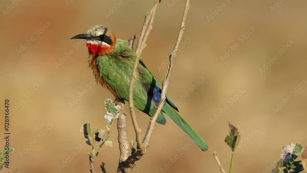 Wall mural A white-fronted bee-eater (Merops bullockoides) perched on a branch, Kruger National Park, South Africa