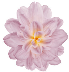 Fototapeta premium Dahlia. Flower on isolated background with clipping path. For design. Closeup. Transparent background. Nature.