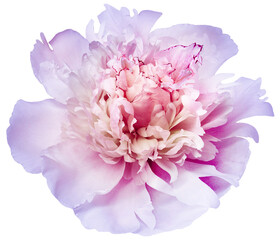 Pink   peony flower  on    isolated background with clipping path. Closeup. For design. Transparent background.  Nature.