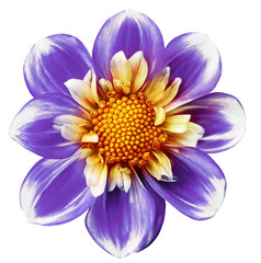 Purple  dahlia. Flower on a white isolated background with clipping path.  For design.  Closeup. Transparent background.  Nature.