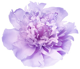 Purple   peony flower  on   isolated background with clipping path. Closeup. For design. Nature. - 728969245