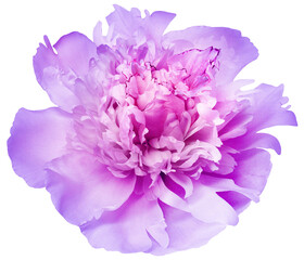 Purple  peony flower  on   isolated background with clipping path. Closeup. For design. Nature. - 728969253