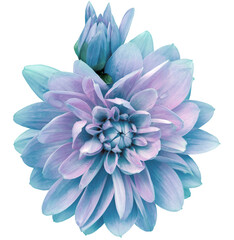 Dahlia. Flower on  isolated background with clipping path.  For design.  Closeup.  Nature.