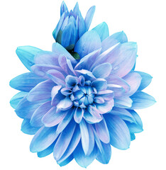 Blue  dahlia. Flower on a white isolated background with clipping path.  For design.  Closeup. Transparent background.  Nature.