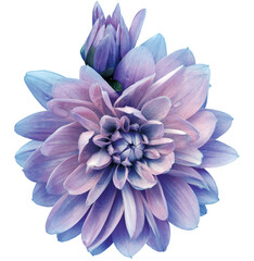 Pink  dahlia. Flower on a white isolated background with clipping path.  For design.  Closeup. ...