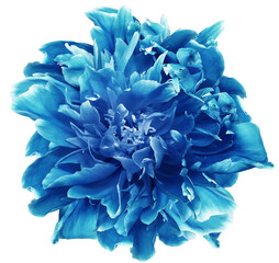 Blue  peony flower  on   isolated background with clipping path. Closeup. For design.  Transparent background. Nature.