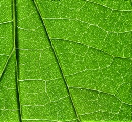 Close up photos of green fresh leaves acting as carbon sink to fight climate change and global warming. Found in garden, parks, forests, jungles, rainforests, woodlands. 