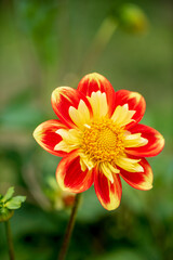 nice dahlia in the garden