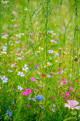 summer meadow with different flowers