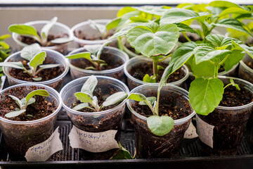 Young green shoots of seedlings plant closeup macro.
