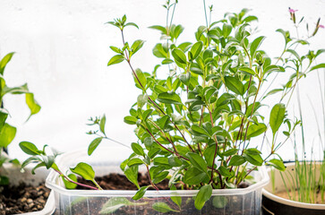Young green shoots of seedlings plant closeup macro.
