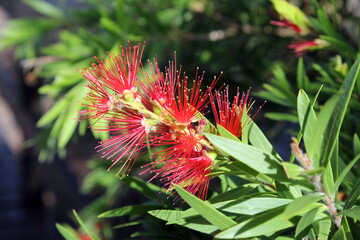 Red bottlebrush flower on a callistemon plant in an Australian garden