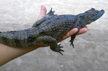 Baby crocodile from Amazonas