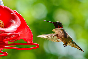 Humming bird at feeder