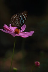 beautiful blue tiger butterfly or tirumala limniace on cosmos flower and pollinating the flower in the garden, spring season