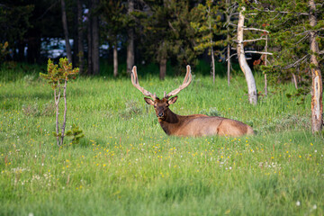 Elk looking at camera