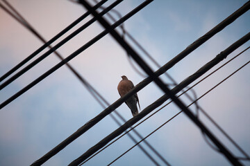 電線で黄昏ている鳩