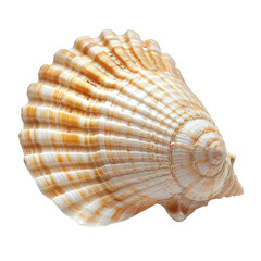 Sea Shell Isolated
