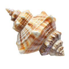 Obraz premium Sea Shell Isolated