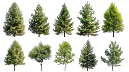 Set Of Evergreen Tree - obrazy, fototapety, plakaty