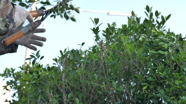 The gardener uses pruner scissors to cut the tree. Plant pruning and plant decoration. Home care and gardening concept