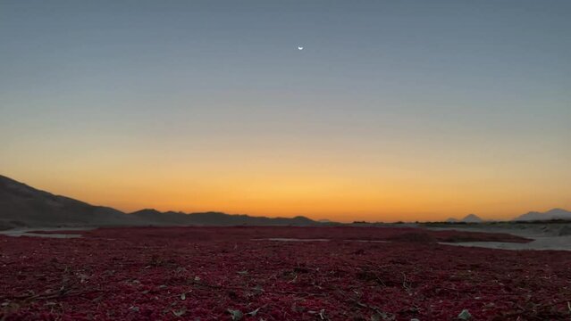 Minimal landscape agriculture scenic view morning sunrise scenic moment twilight barberry land field agriculture sun dry fruit winnowing threshing Iran rural countryside barberries harvest season