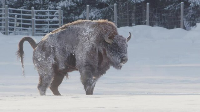 European bison bull in white snowy field squats down to defecate, profile shot