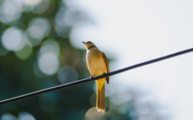 Flavescent bulbul bird perch on electrical wire in natural blurred background.